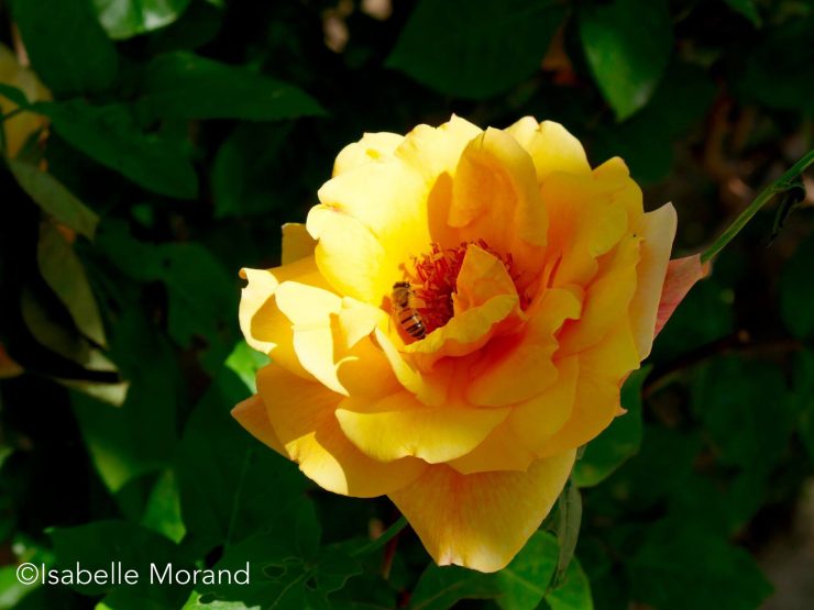Sami Abdulrahman Parc, Kurdistan, Irak