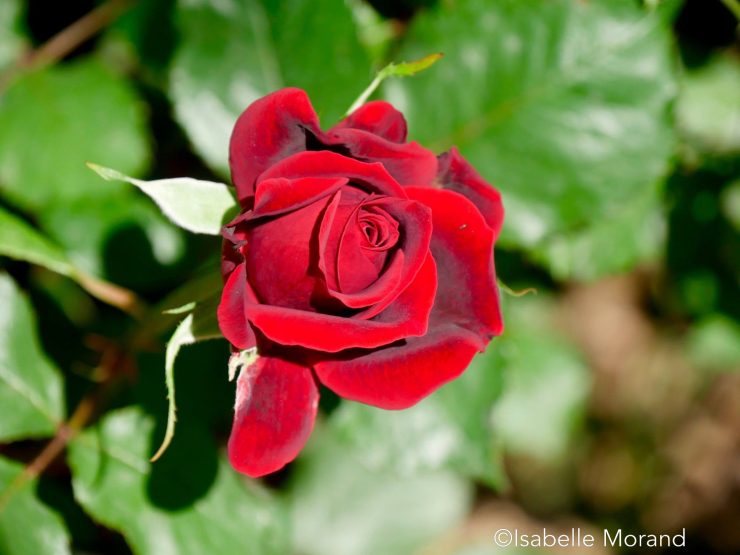 Sami Abdulrahman Parc, Kurdistan, Irak