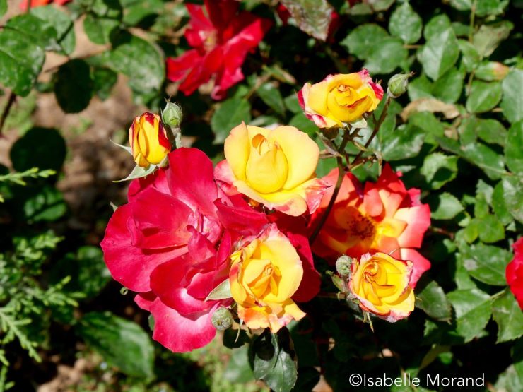 Sami Abdulrahman Parc, Kurdistan, Irak