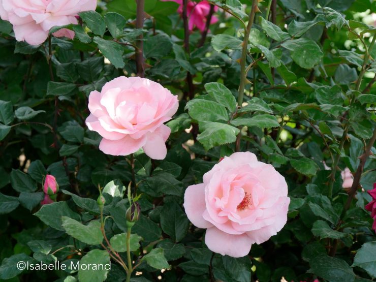 Sami Abdulrahman Parc, Kurdistan, Irak