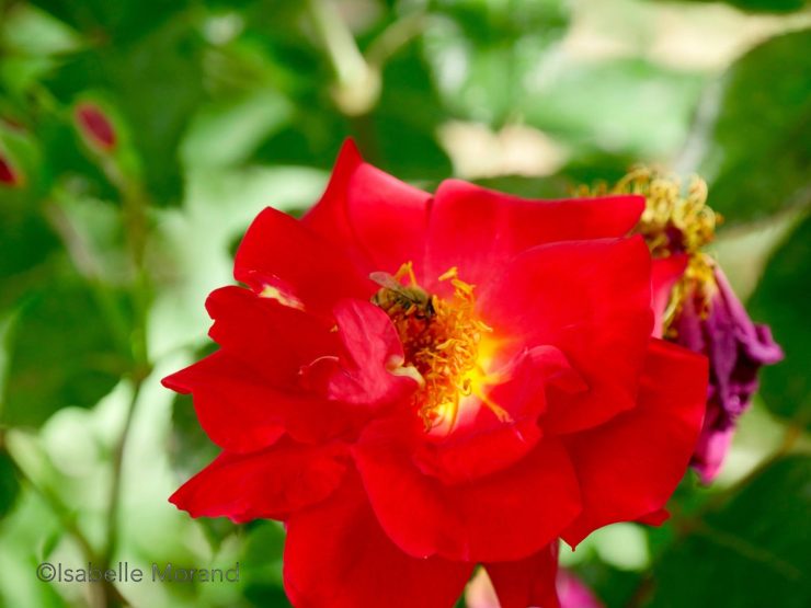 Sami Abdulrahman Parc, Kurdistan, Irak