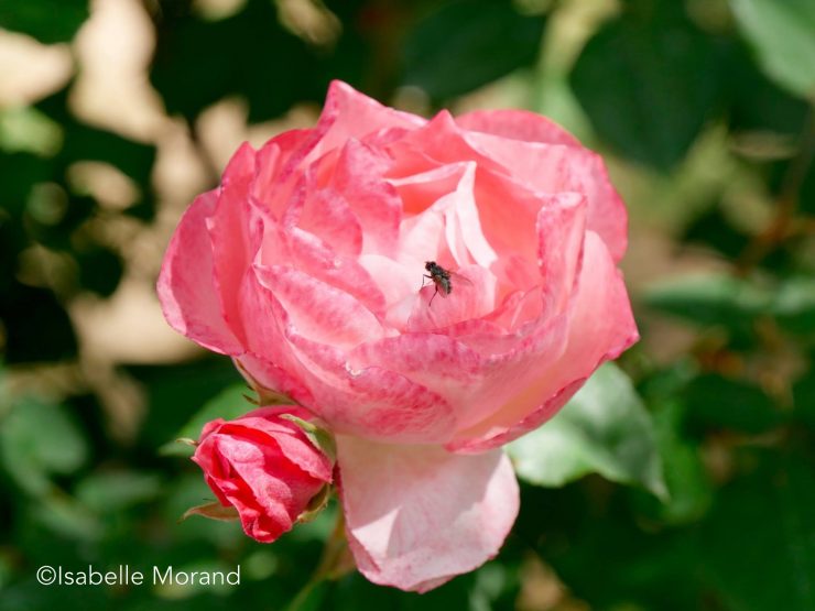 13054613_10207088655192267_1250521183_o