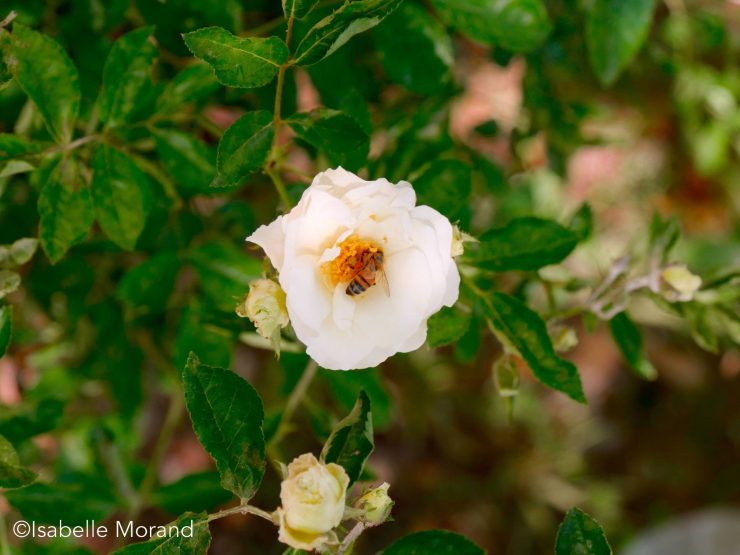 Sami Abdulrahman Parc, Kurdistan, Irak