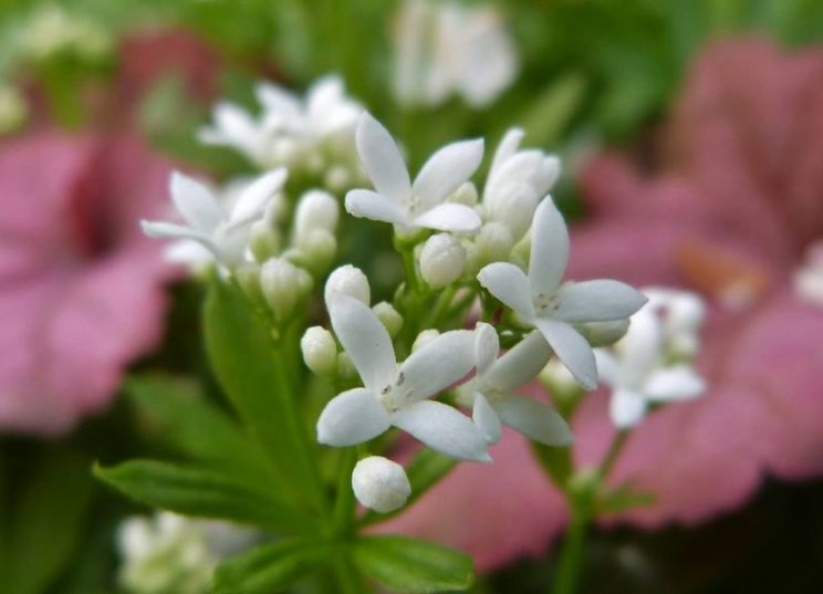 13181199_1716726458584493_1515309030_n