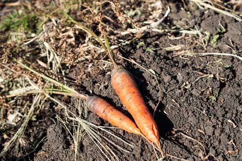 carottes-sol-Depositphotos_29382017_S Carottes au potager