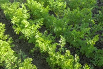Rangs de carottes