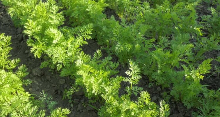 Rangs de carottes