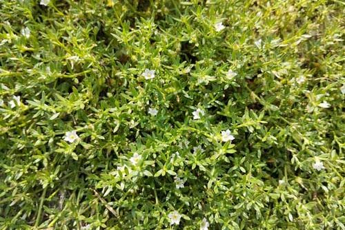 Sedum_album-Eka_Jaya_Permana-iStock-2244706471 Sedum album