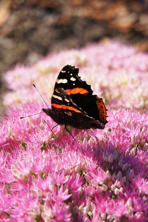 Sedum_Brilliant-skymoon13-iStock-1053343796 Sedum 'Brilliant'