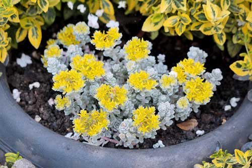 Sedum_Kamtschaticum-hecos-255-iStock-2219984890 Sedum Kamtschaticum