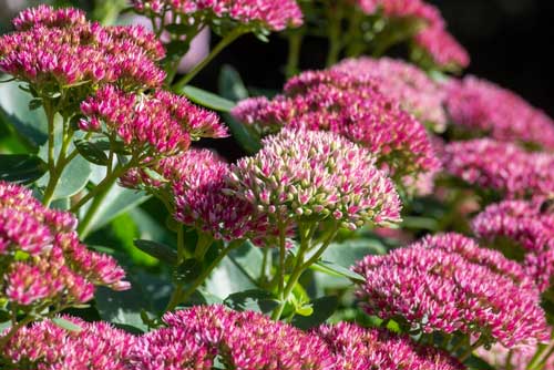 Sedum_spectabile-Iva_Vagnerova-iStock-2170830027 Sedum spectabile