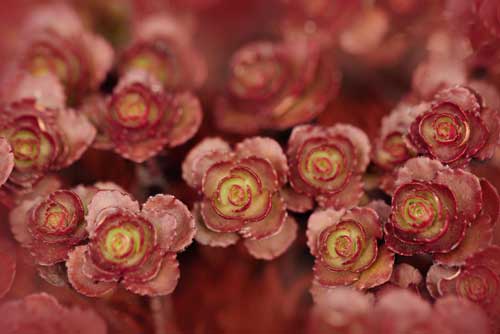 Sedum Spurium-Yrabota-iStock-2260620519 Sedum Spurium