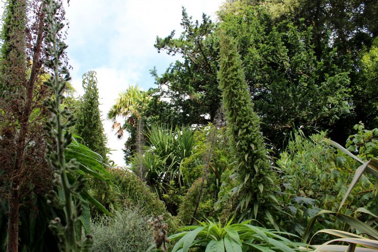 echium pininana