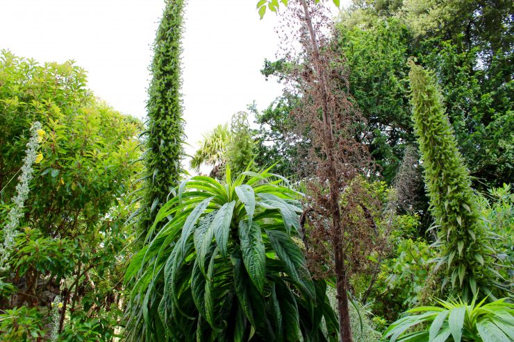 Echium pininana