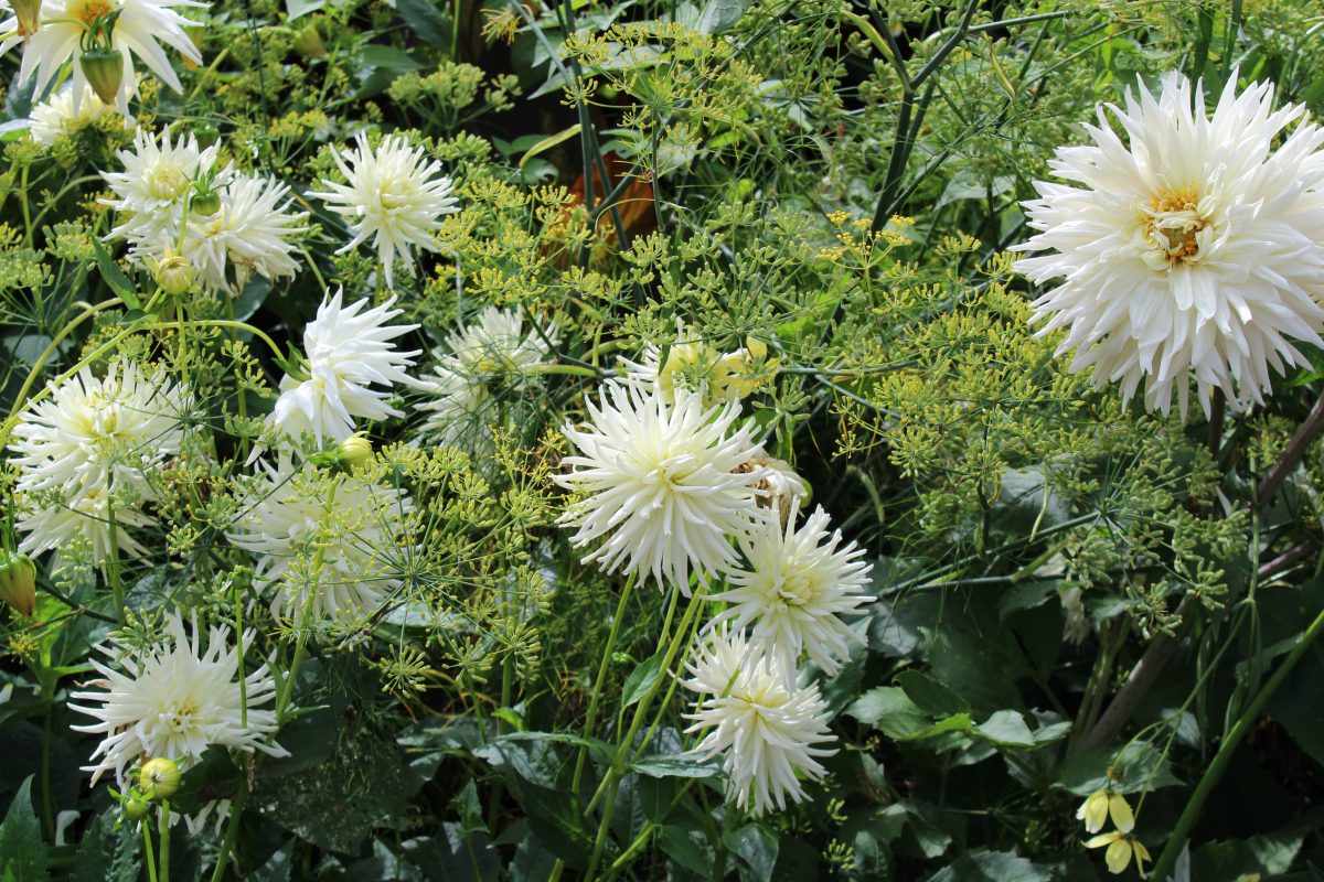 dahlia fenouil