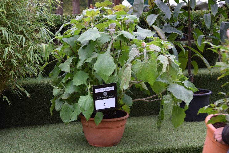 Polymnia sonchifolia