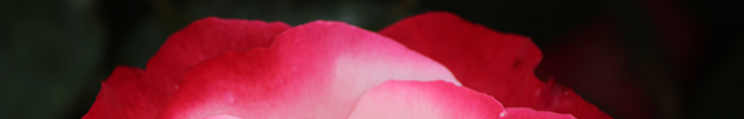 rose-nostalgie-mtigrek1