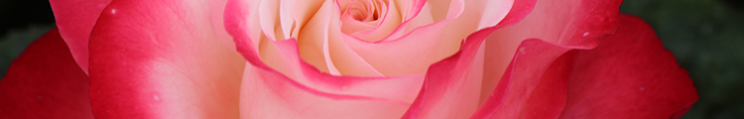 rose-nostalgie-mtigrek3