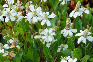 Anemopsis-californica
