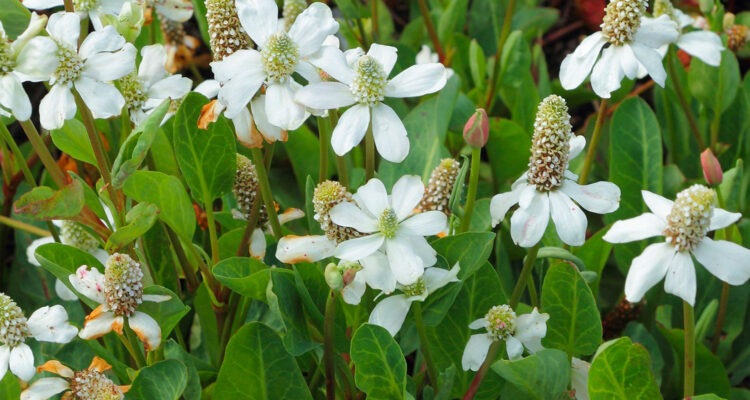 Anemopsis-californica