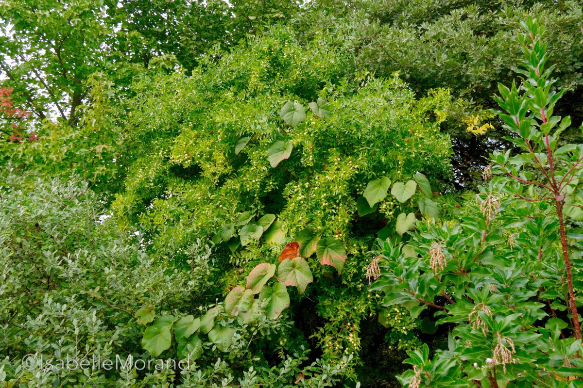 vigne-de-coignet-arbousier-arbutus-unedo-jardin-des-sables-montvendre vigne de coignet