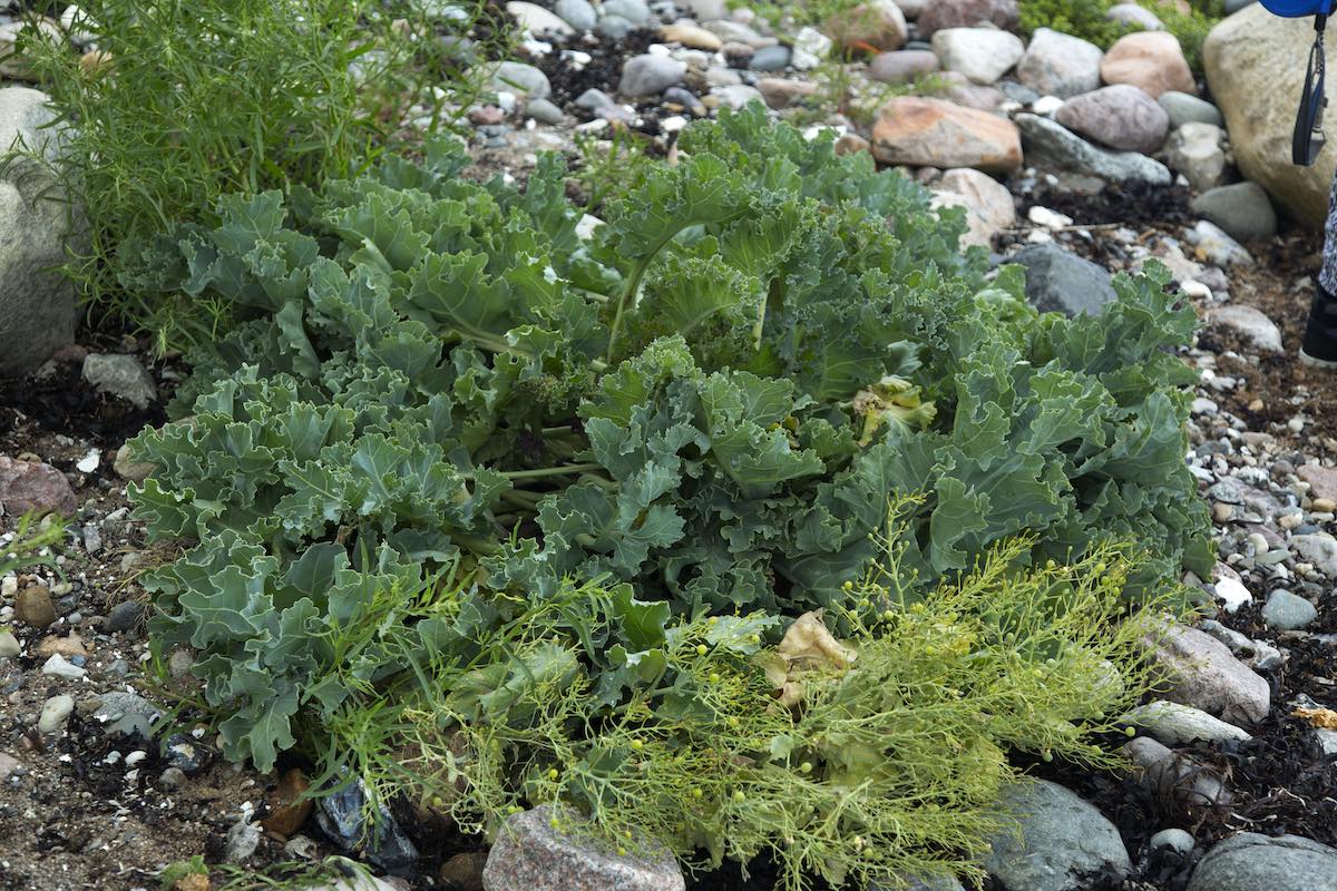 Chou maritime ou Crambe maritima