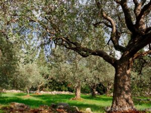 olivier-koura-liban-©IsabelleMorand tailler l'olivier : Olivier