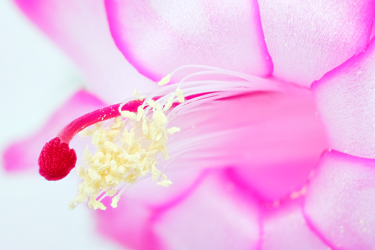 Photo de Schlumbergera
