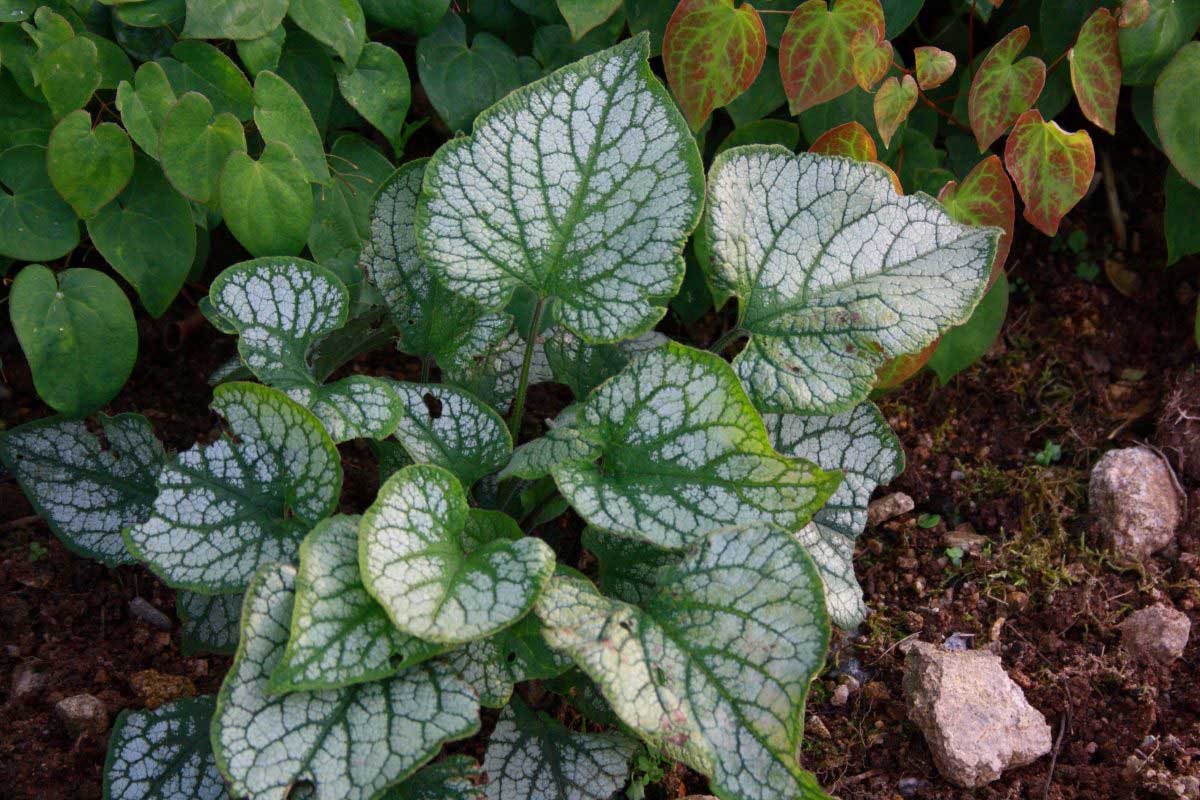Brunnera - Jardin des Tannières