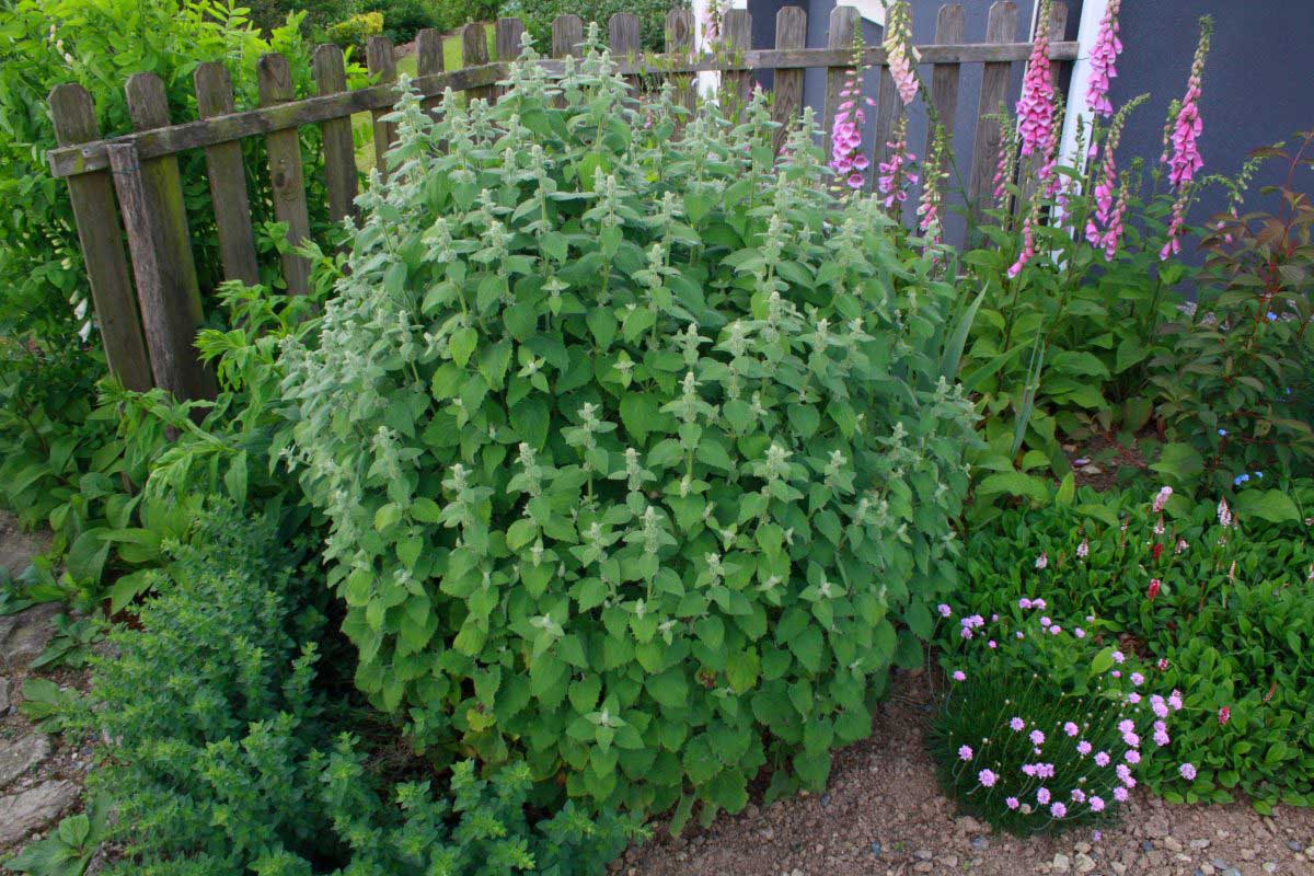 Le Jardin des Tannières : été