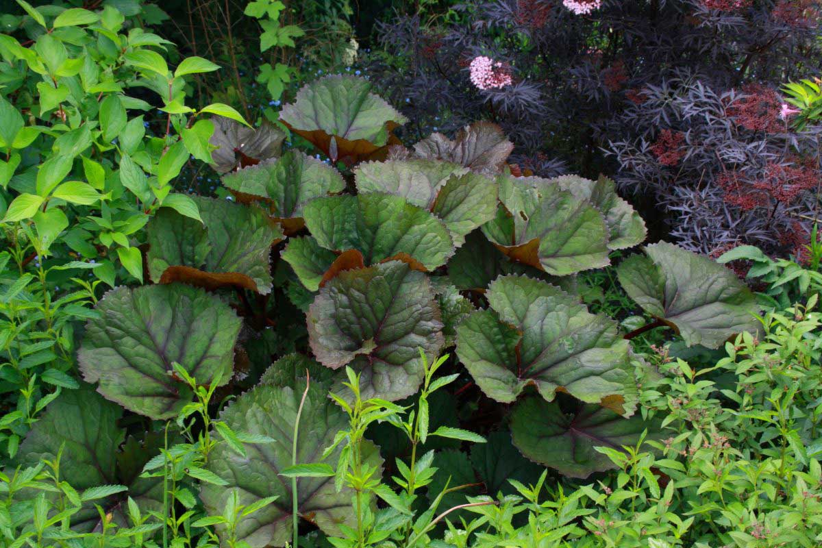 Jardin des Tannières : Été