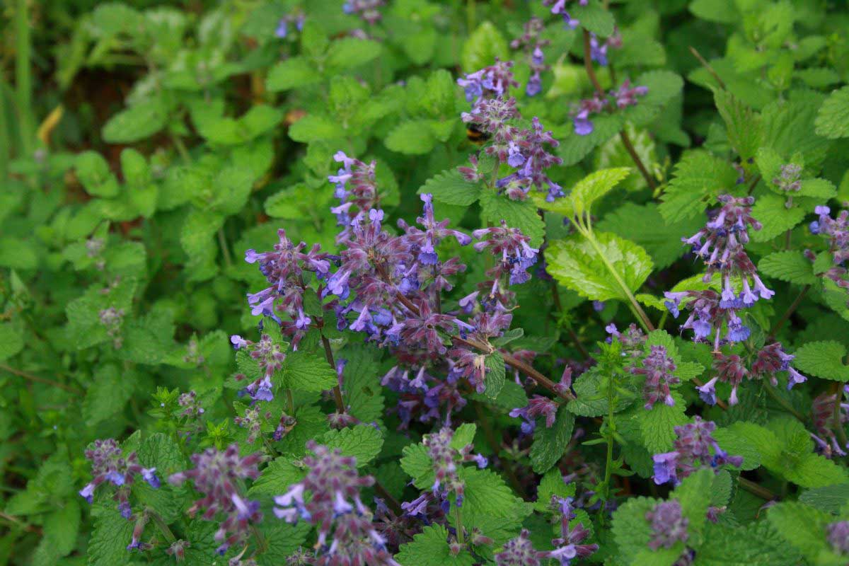 Jardin des Tannières : Été