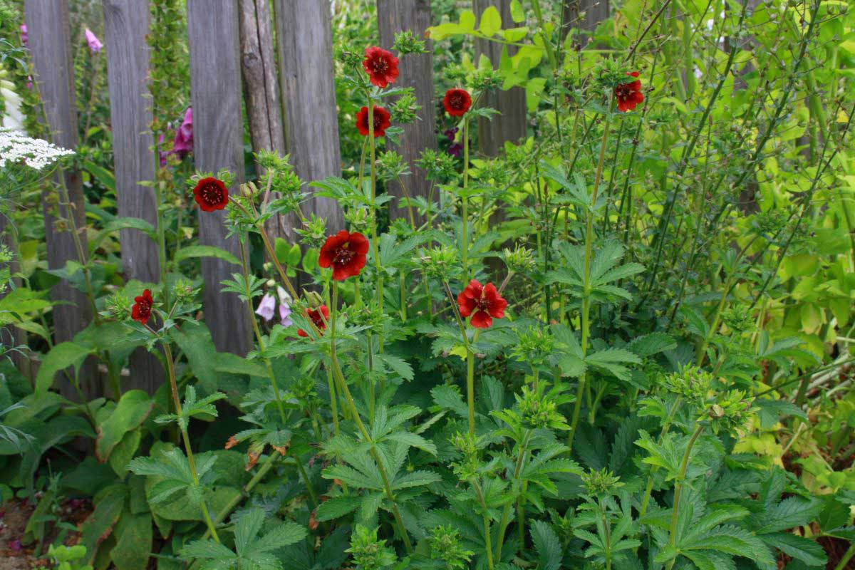 Jardin des Tannières : Été