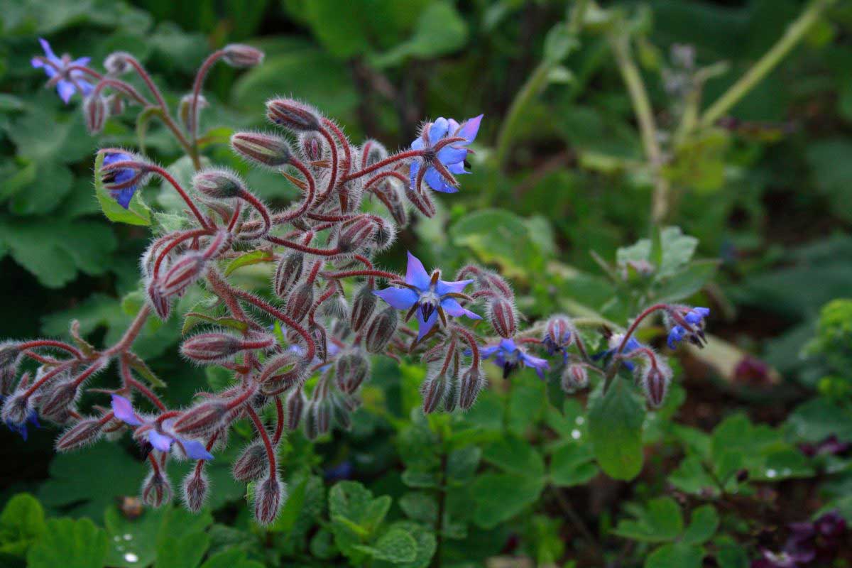 Jardin des Tannières : Été