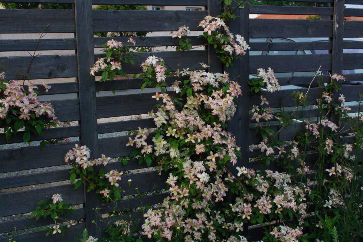 Jardin des Tannières : Été