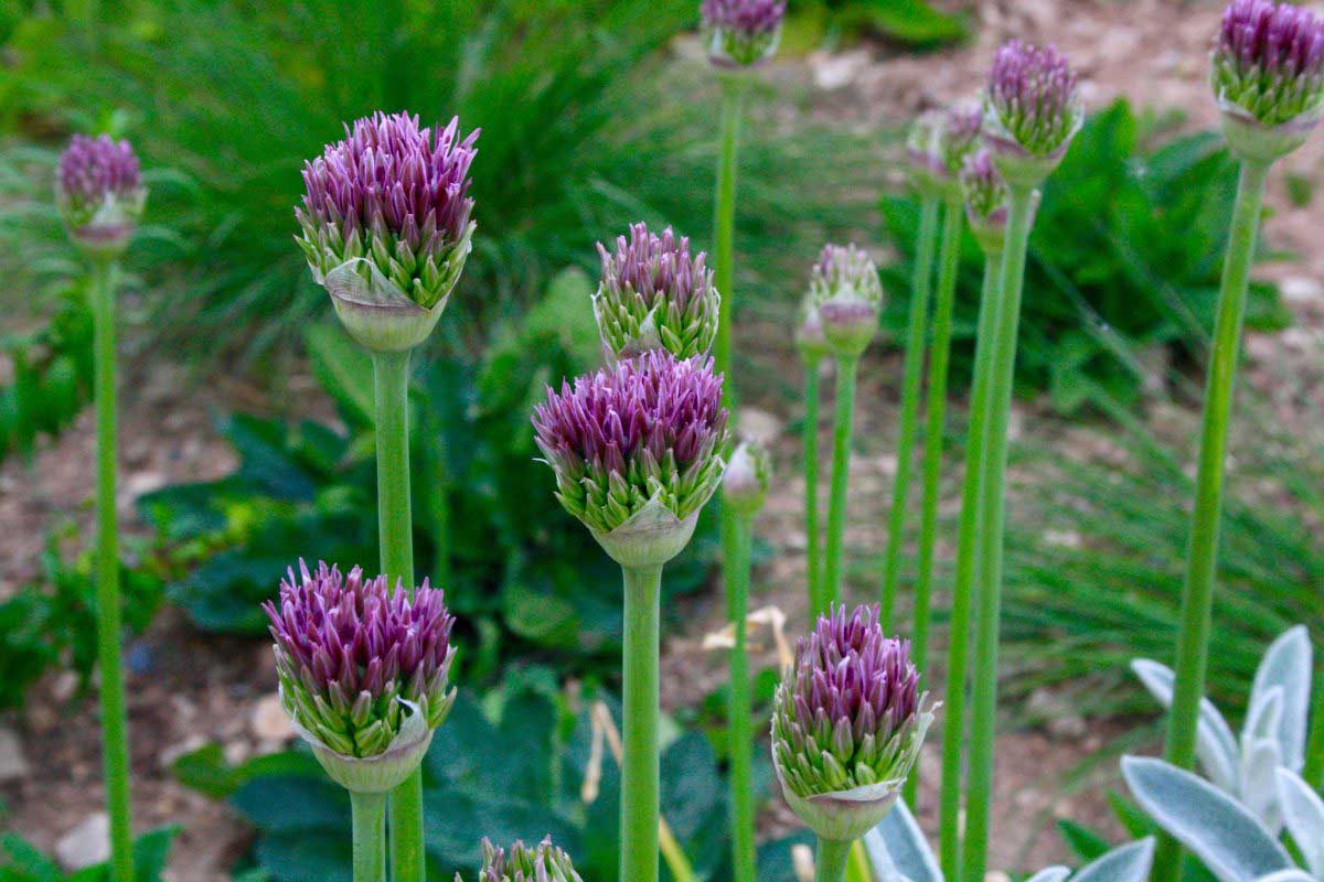 Jardin des Tannières : Printemps
