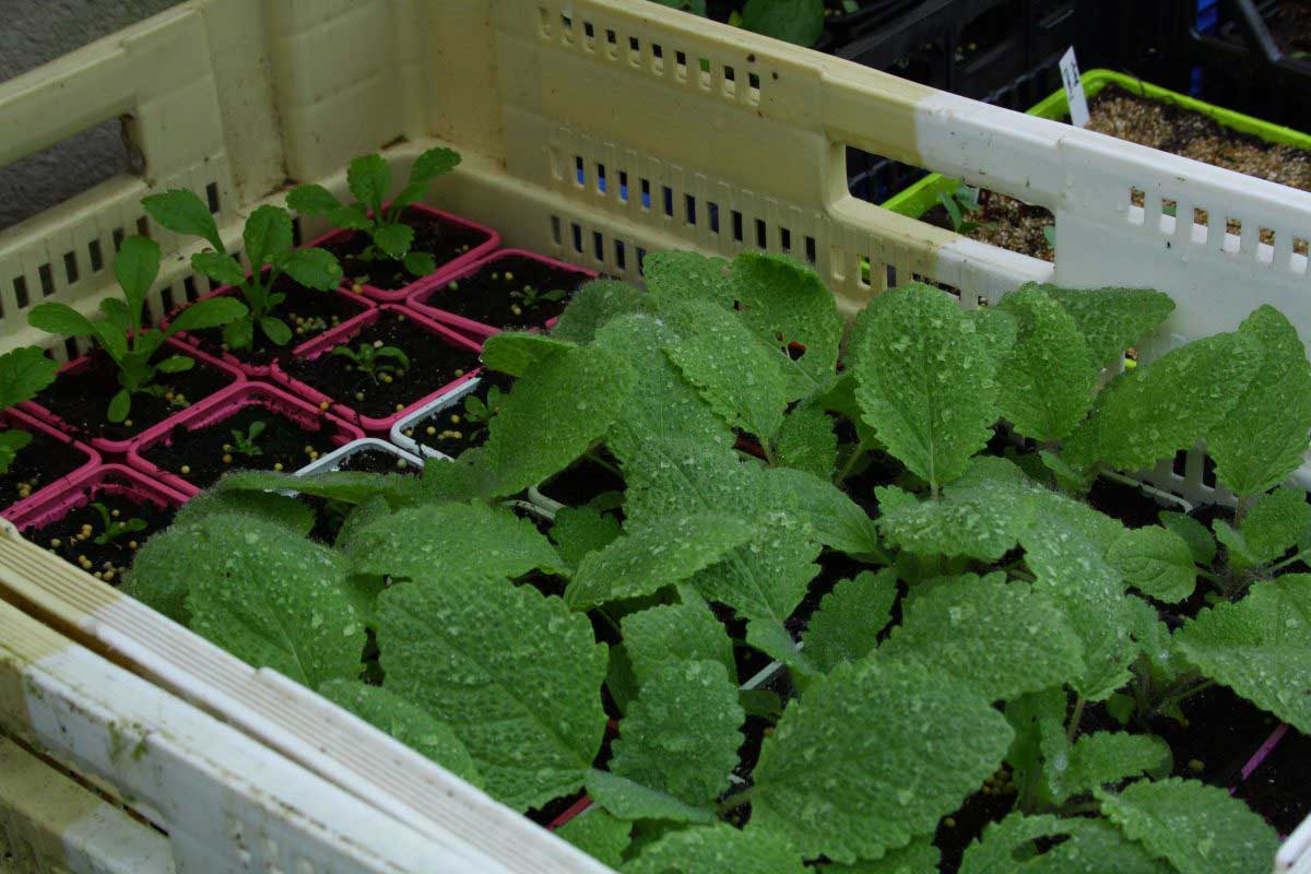 Jardin des Tannières : semis