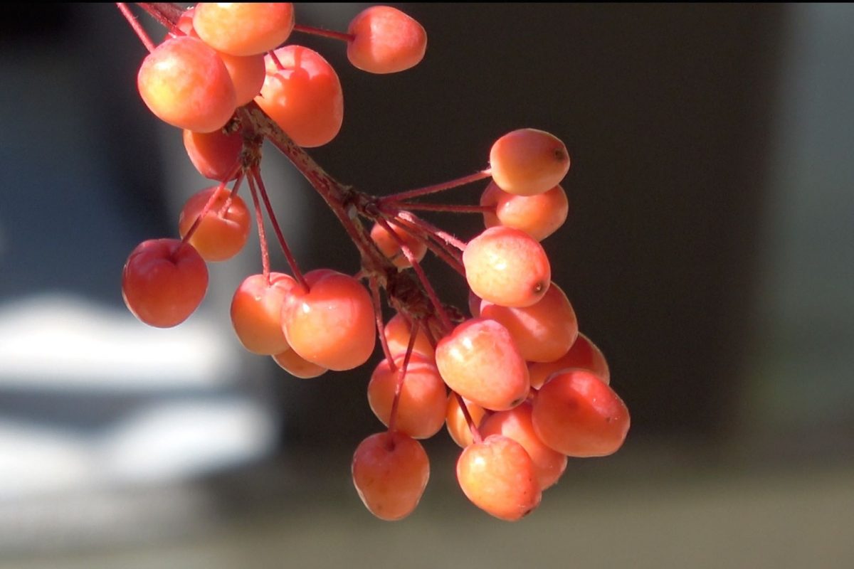 Malus