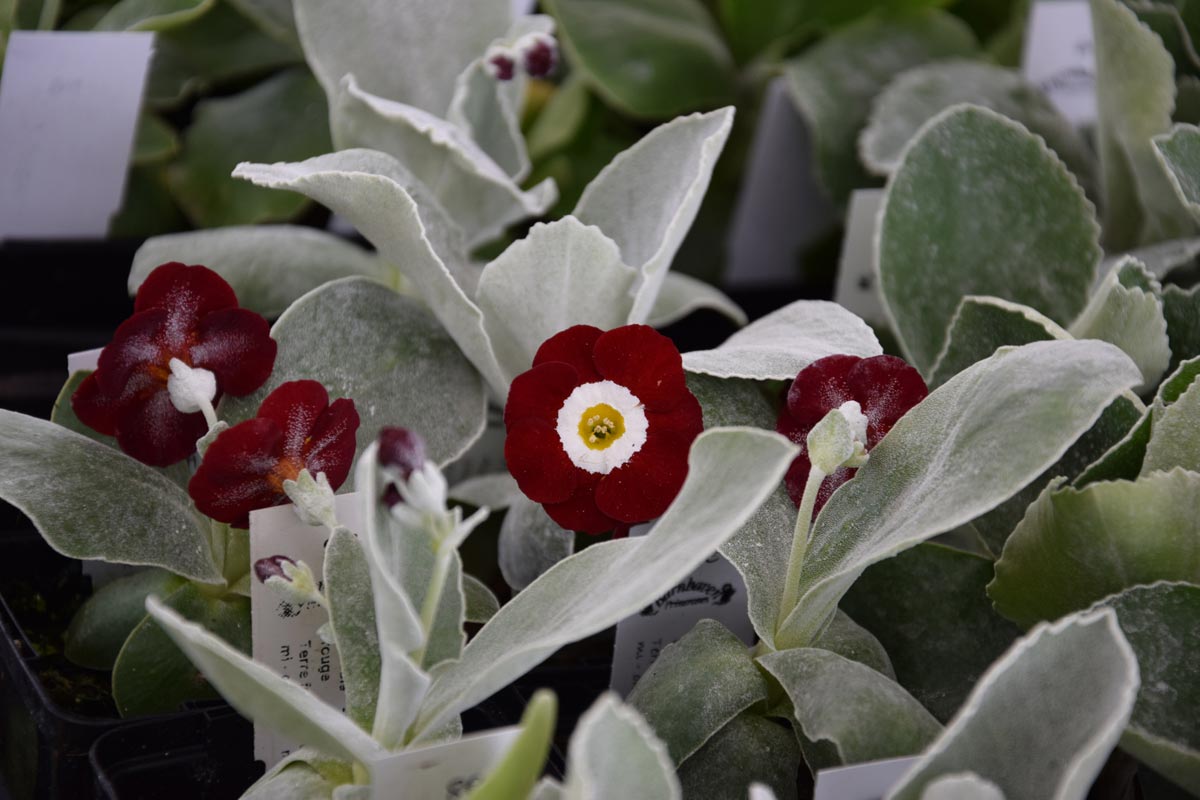 Primula auricula 'Favourite'