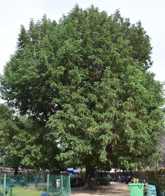 Pterocarya fraxinifolia