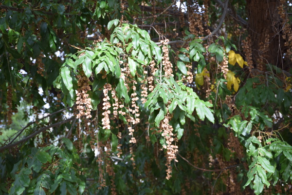 Pterocarya fraxinifolia