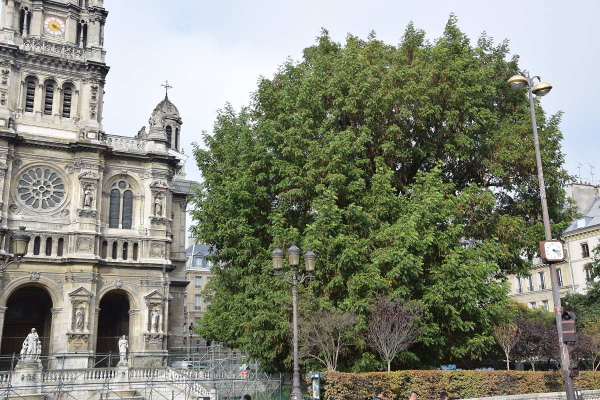 Pterocarya fraxinifolia