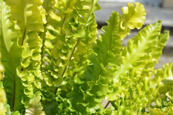 Plantes indéfrisables : Asplenium Scolopendrium 'Bolton’s Nobile'