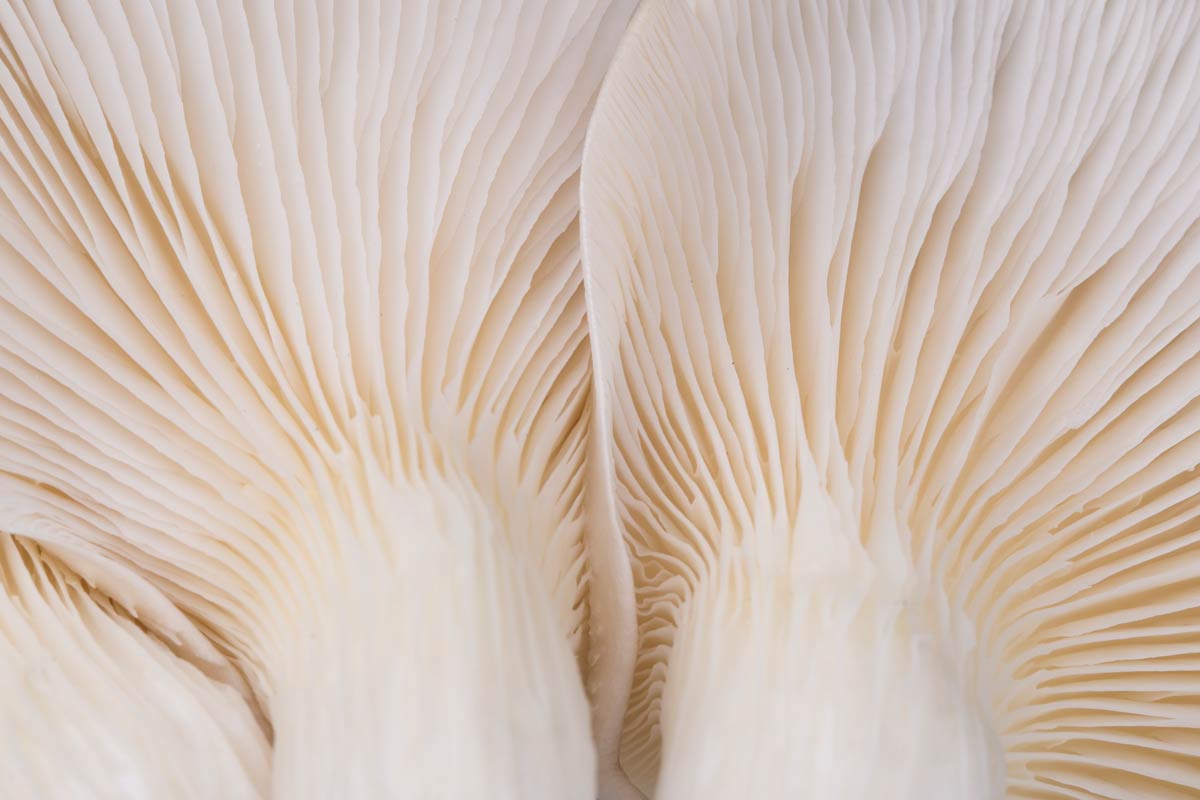 lamelles de pleurotes