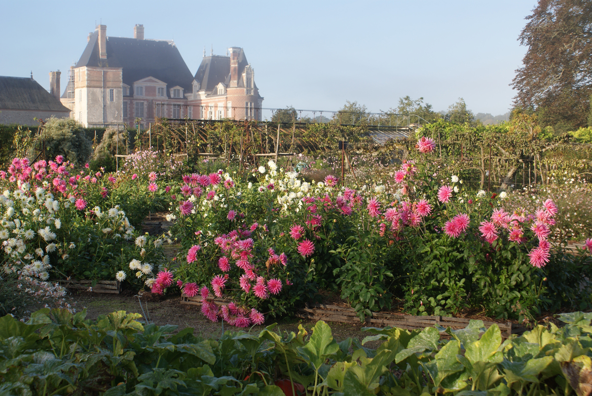 Potirons et dahlias au Chateau de la Bussière