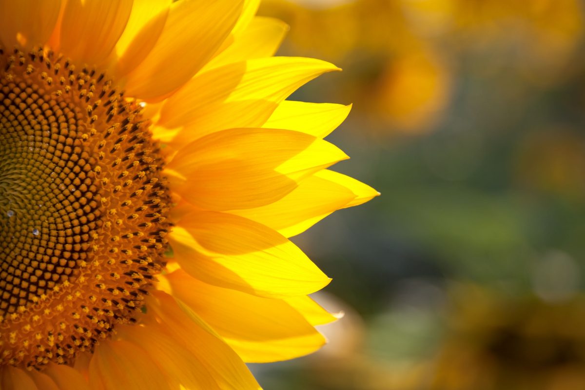 Tournesol ©a_Taiga Tournesol ©a_Taiga