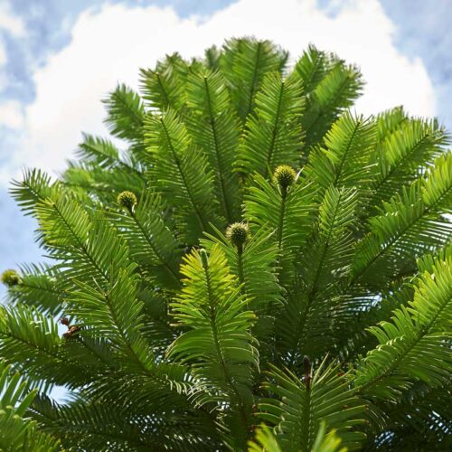 Wollemia-nobilis-seven75-iStock-860578906 Wollemia nobilis
