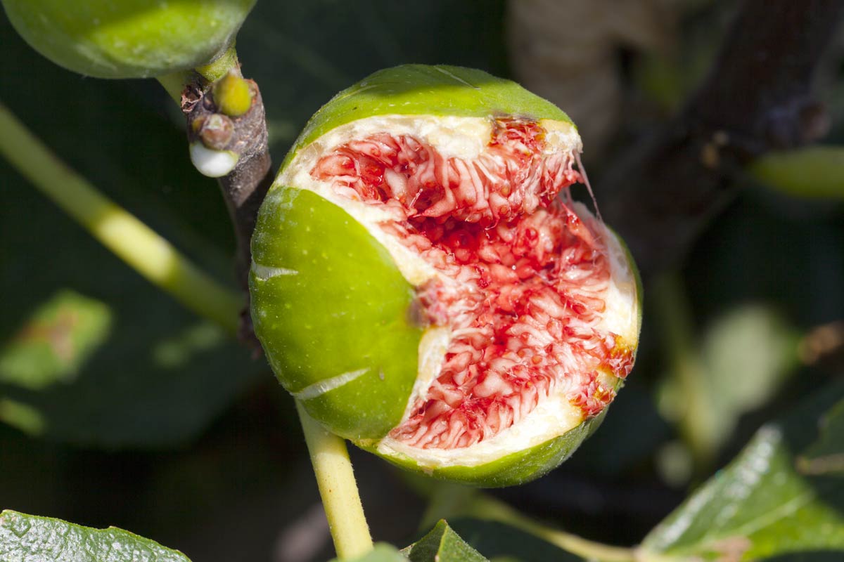 Figue sur le figuier