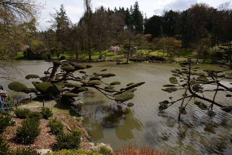 parc-oriental-de-maulevrier-arbres-en-nuage-lac-dimitri-kalioris-jpg Parc oriental de Maulévrier
