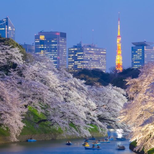 sakura-tokyo-cerisier-japon-torsakarin La floraison des cerisiers à Tokyo ©torsakarin